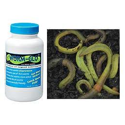 LEGEND LAB WORM GLO TURNS LIVE WORMS CHARTREUSE FISHING 6 oz. Bulk Saver-Legend Labs-Awesome Adventures Colorado